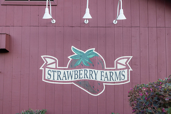Holiday Photos Strawberry Farms Golf Club Irvine Ca-018