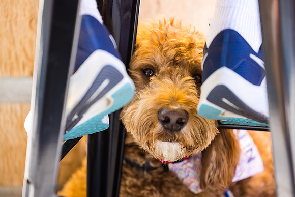 Pet Photographer Long Beach  - Trademark Brewing -094