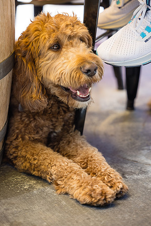Pet Photographer Long Beach  - Trademark Brewing -099
