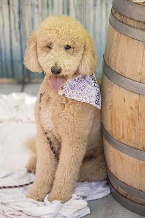 Pet Photographer Long Beach  - Trademark Brewing -074