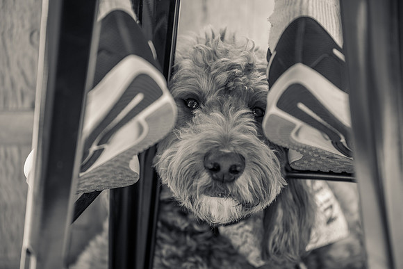 Pet Photographer Long Beach  - Trademark Brewing -096
