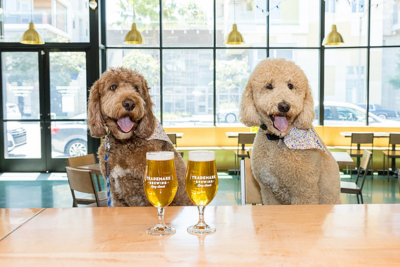 Pet Photographer Long Beach  - Trademark Brewing -042
