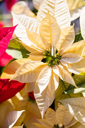Holidays Photos Endless Dreams - David England Photography-006