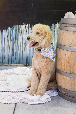 Pet Photographer Long Beach  - Trademark Brewing -077