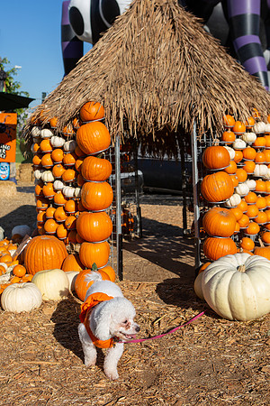 Mr. Bones Culver City Halloween Photographer-2