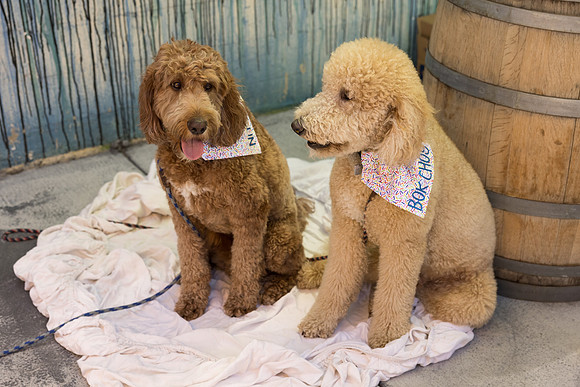 Pet Photographer Long Beach  - Trademark Brewing -027