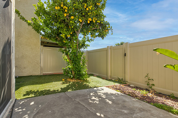 Back Yard 4