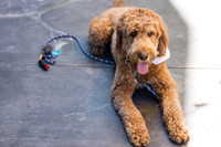 Pet Photographer Long Beach  - Trademark Brewing -016