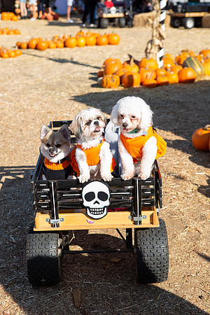 Mr. Bones Culver City Halloween Photographer-188