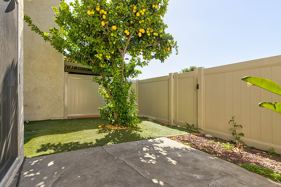 Back Yard 5