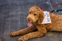 Pet Photographer Long Beach  - Trademark Brewing -007