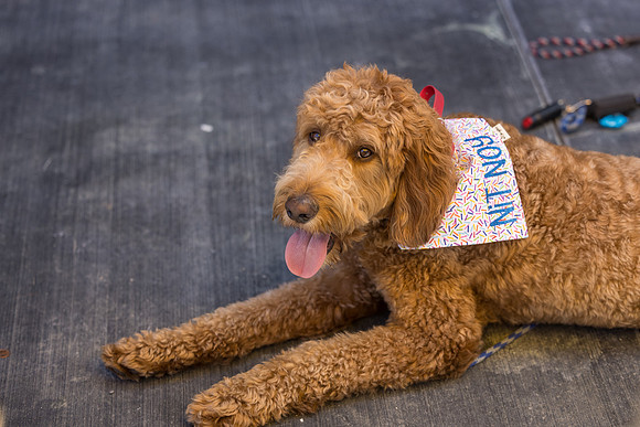 Pet Photographer Long Beach  - Trademark Brewing -007