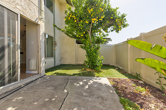 Back Yard 1