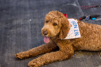 Pet Photographer Long Beach  - Trademark Brewing -008