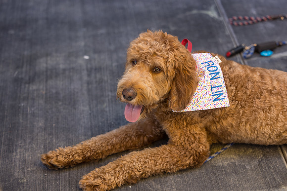 Pet Photographer Long Beach  - Trademark Brewing -008