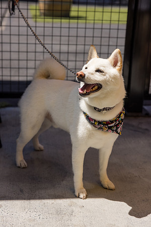 Pet Photographer Long Beach  - Trademark Brewing -112