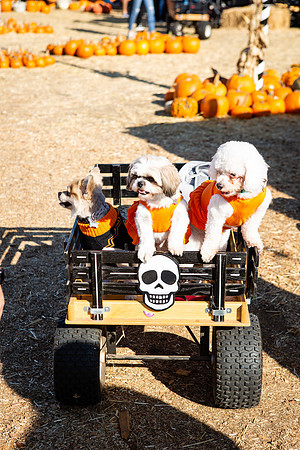 Mr. Bones Culver City Halloween Photographer-187